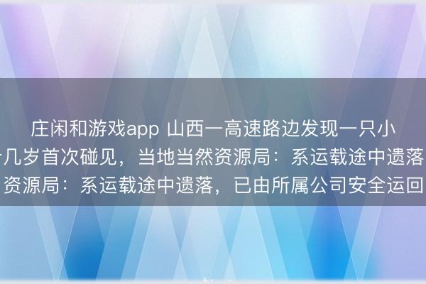莊閑和游戲app 山西一高速路邊發(fā)現(xiàn)一只小獅子，有民警稱干了十幾歲首次碰見(jiàn)，當(dāng)?shù)禺?dāng)然資源局：系運(yùn)載途中遺落，已由所屬公司安全運(yùn)回